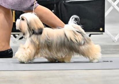 GCHG Kimik Tasen Westgate Spin The Bottle Wins Kerrville Best in Show