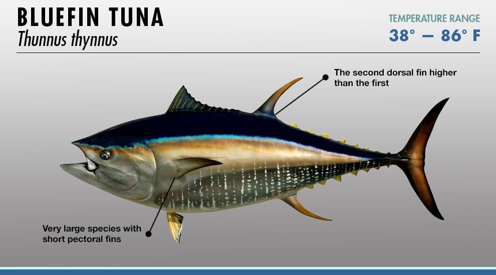 Tuna Identification at Boat and Scale for Legal Compliance: Bluefin, Yellowfin, Bigeye