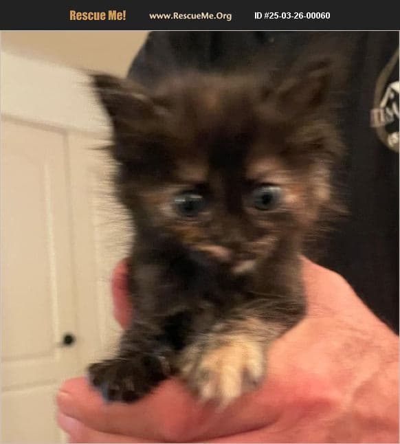 Yuma Neighbors Rally, Rescue Kitten From Tall Palm Tree