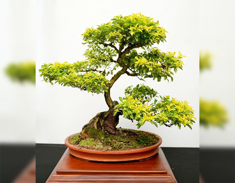 Sri Lanka Bonsai Association Brings Living Art to Colombo in 2026 Exhibition