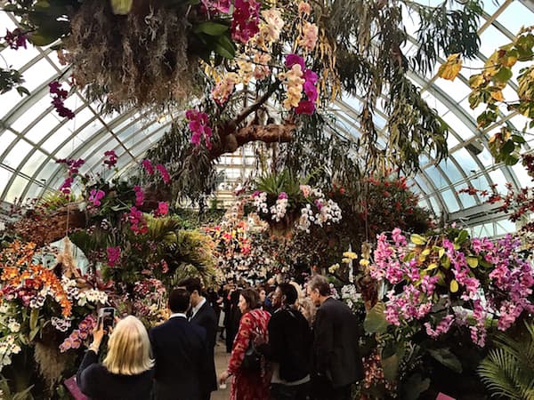 NY Botanical Garden's Orchid Show Features 20,000 Blooms by Masked Instagram Star