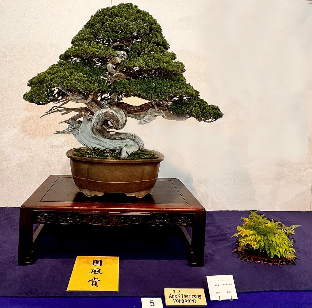 Imperial Family Views 400-Year-Old Shinpaku Juniper at Centennial Kokufu Bonsai
