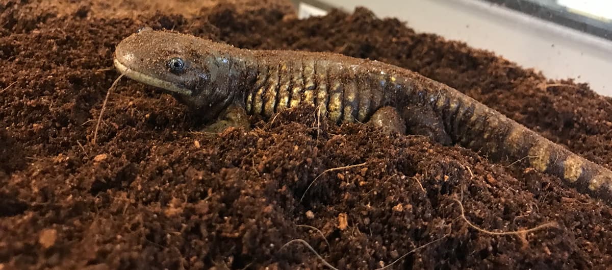 Laramie's Tiger Salamanders Begin Annual Spring Trek to LaBonte Park