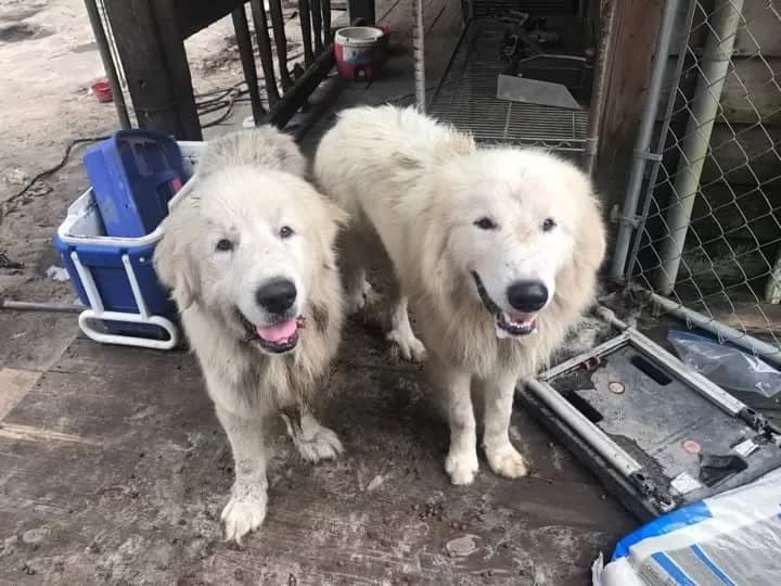 Nearly 90 Great Pyrenees Rescued from Bloomfield Hoarding in San Juan County