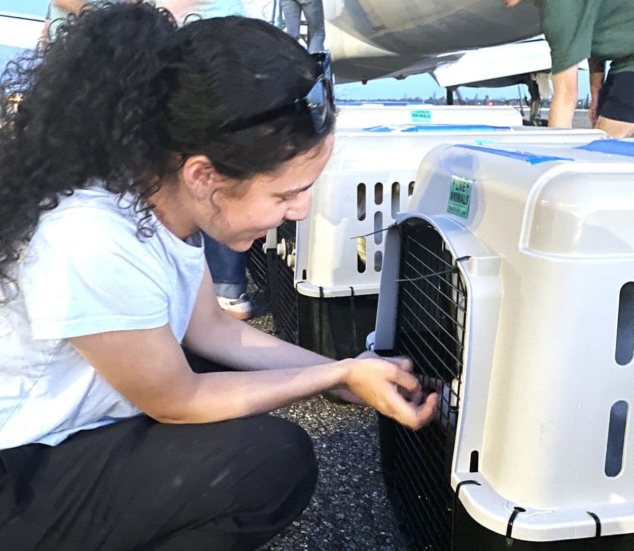 34 dogs, 21 kittens flown from Del Rio to eastern homes
