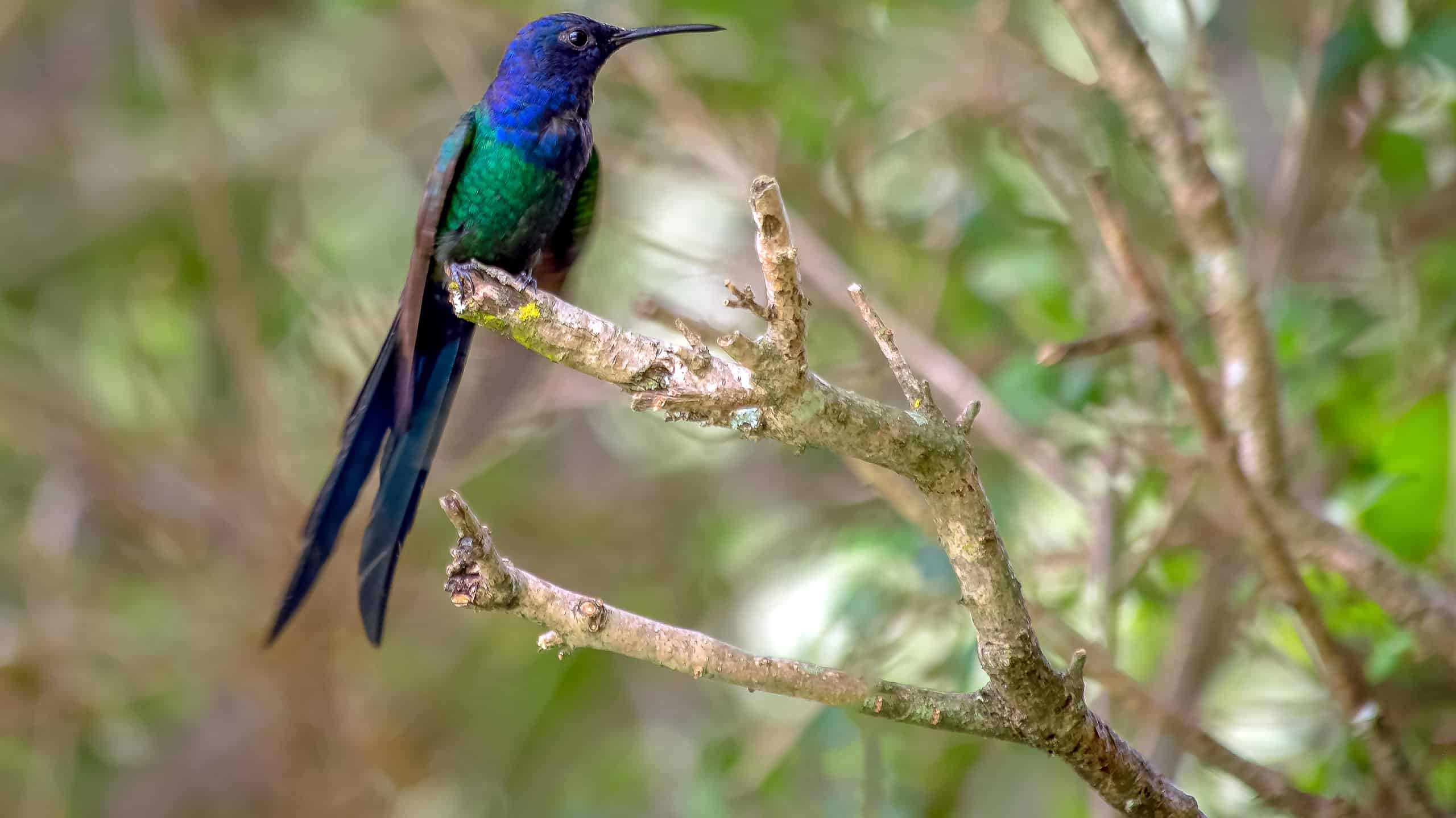 Knotty Royal salutes Jamaica’s history and beauty with Doctor Bird