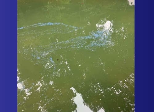 Safety alert issued for suspected algae bloom at Lake Lanier cove
