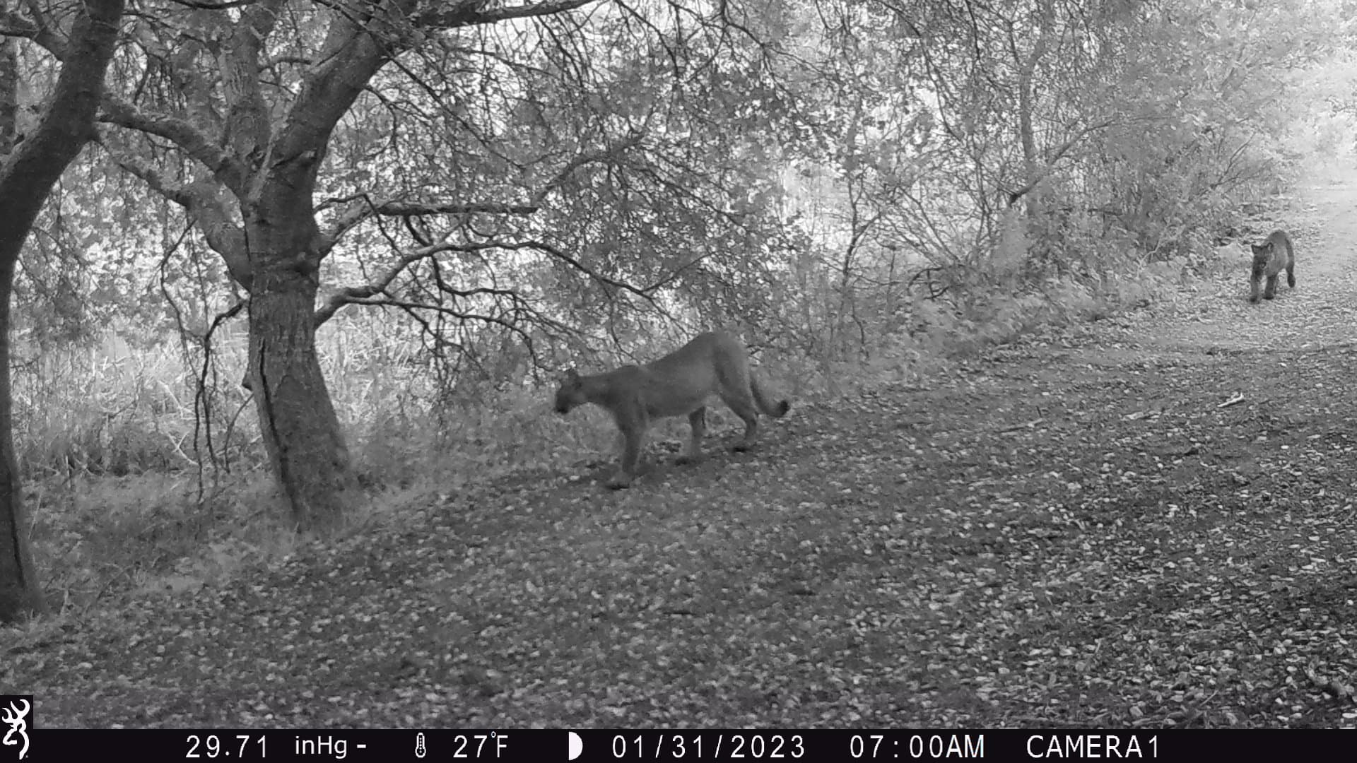San Francisco Bay Area Mountain Lions Face Hidden Habitat Barriers, Chronicle Data Finds