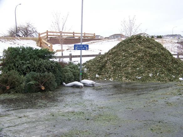 Highlands Ranch Metro District Offers Free Christmas Tree Recycling