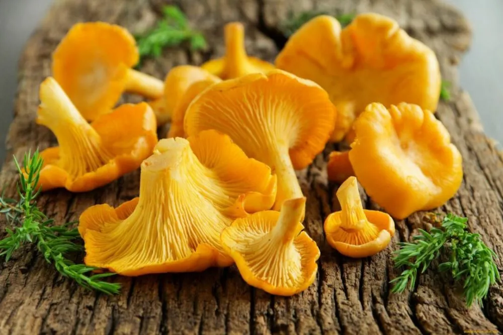 Europe’s chanterelle shortage deepens as Balkan drought slashes harvests