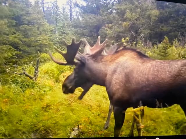 ADF&G Emergency Order Reopens Resident-Only, One-Bull Unit 26B Moose Hunt April 1-14