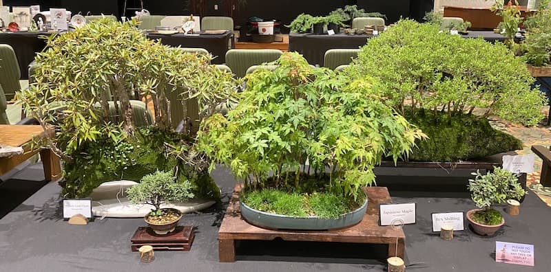 University of Florida bonsai exhibition returns with 60 trees and demos