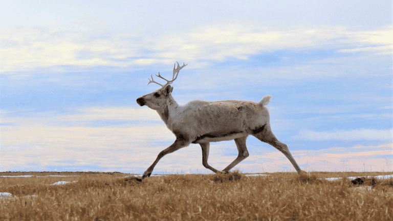 Sharp Caribou Declines Threaten North Slope Subsistence and Health