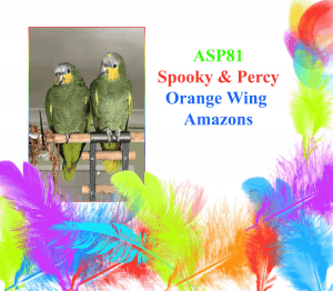All Star Parrots lists birds waiting for rescue homes and care