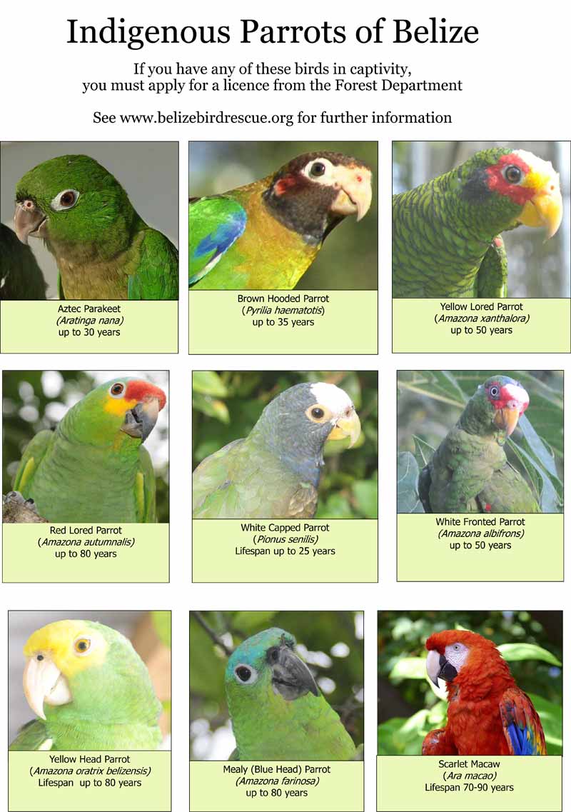 Belize parrot owners warned to apply by March 31 for permits