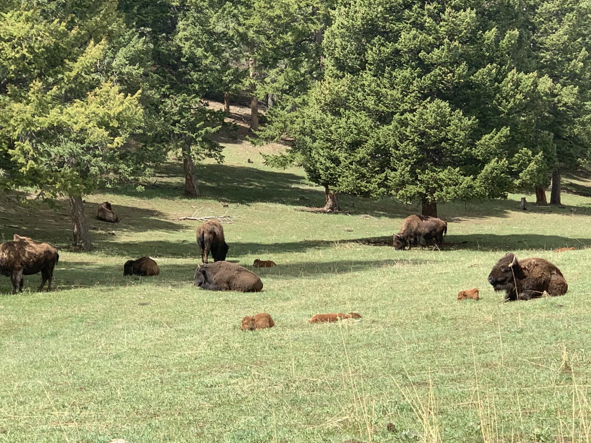 Denver Donates 11 Bison to Navajo Nation in Tribal Blessing Ceremony