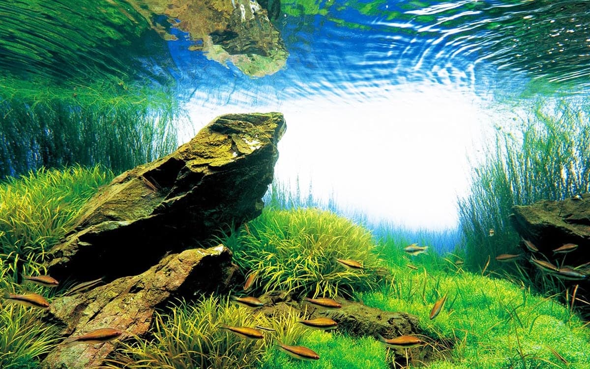 Aquascaping communities help hobbyists refine layouts and solve design problems