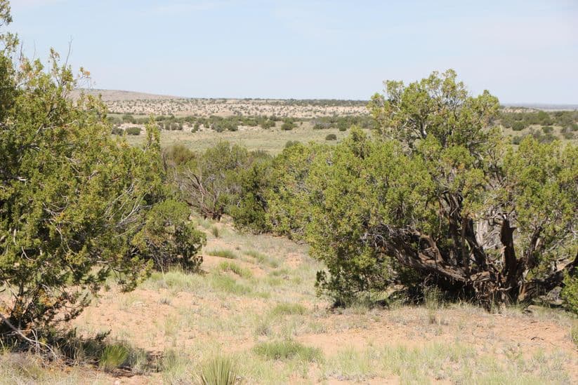 36.25-Acre Off-Grid Parcel Listed East of St. Johns at $23,399