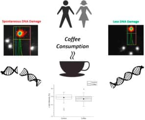Daily Dark Roast Coffee Consumption Cuts DNA Damage by 23 Percent, Study Finds