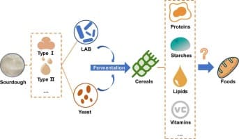 Lactic acid bacteria driven wholemeal sourdough boosts phenolics, antioxidants and gut metabolites