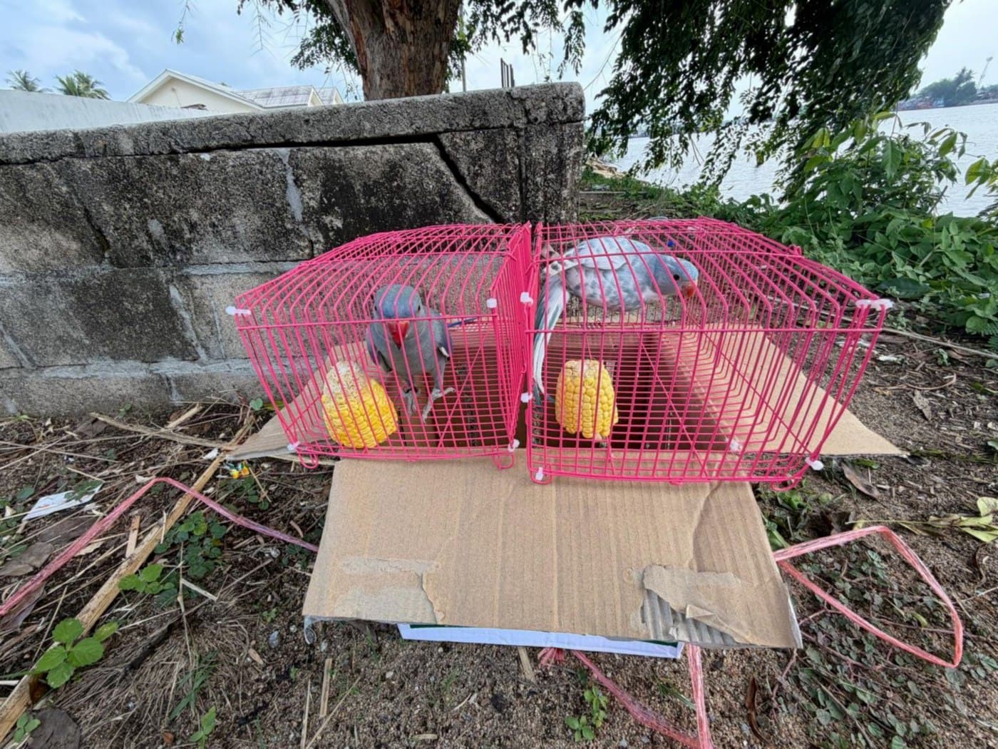 Malaysia seizes four smuggled parrots in border wildlife bust
