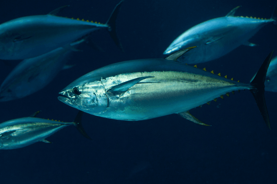 UK Opens Bluefin Tuna Catch-and-Release Permits for 2026 Season