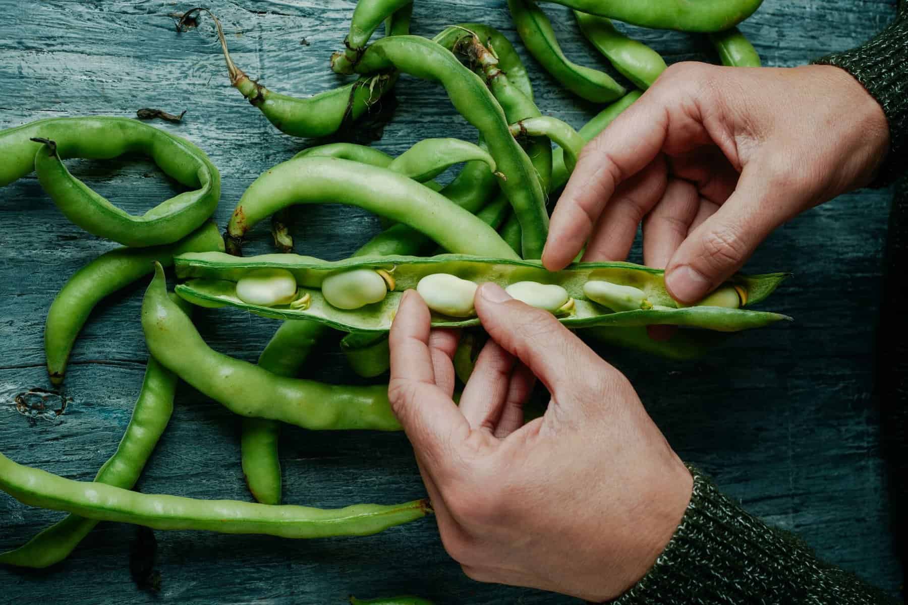 Phytokana secures $450 million in faba protein offtake deals