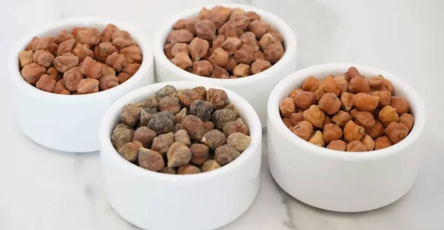 NuCicer launches high-protein chickpeas to simplify protein processing