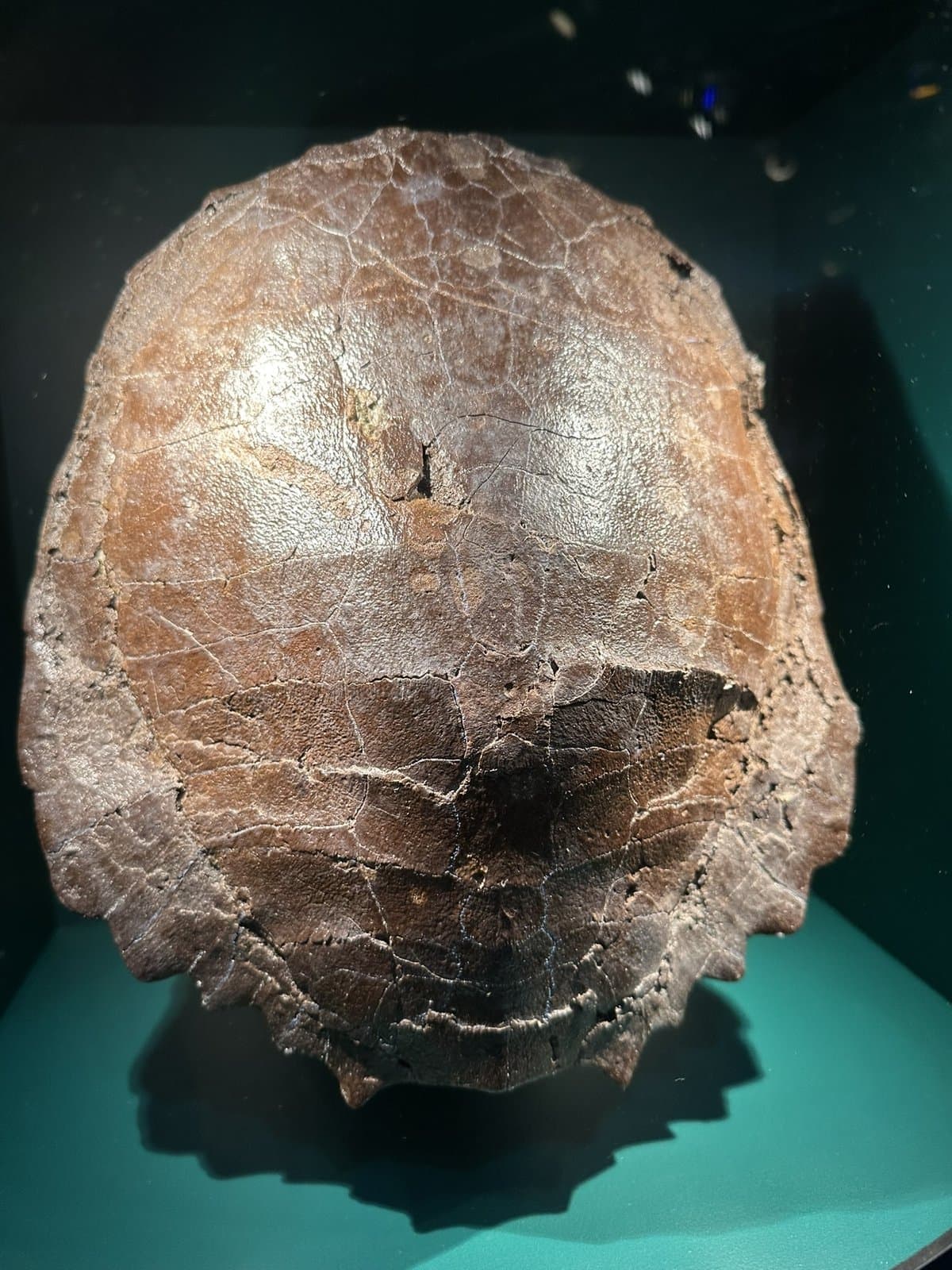 NC Museum of Natural Sciences Guides Visitors, Anchors Downtown Corridor