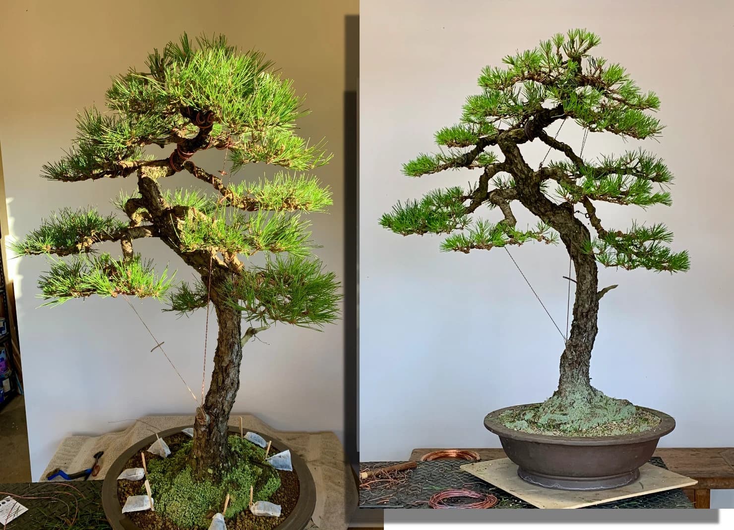 Australian Bonsai Gallery Marks World Bonsai Day with Decades-Old Pine