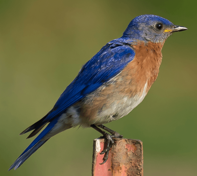 Autauga, Elmore bluebird trail tracks nesting birds along Highway 14 ...