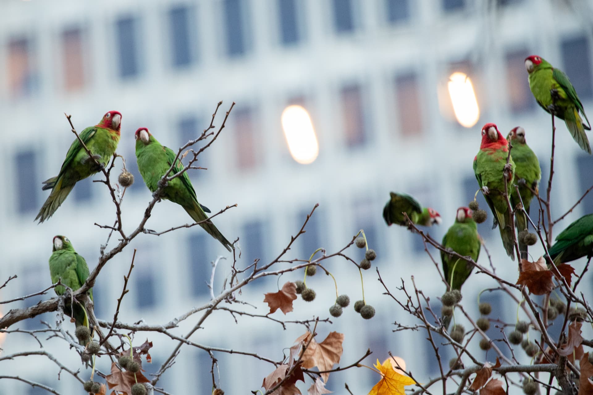 San Francisco’s Free-Flying Parrots Are Hybrid Red-Masked, Mitred Species