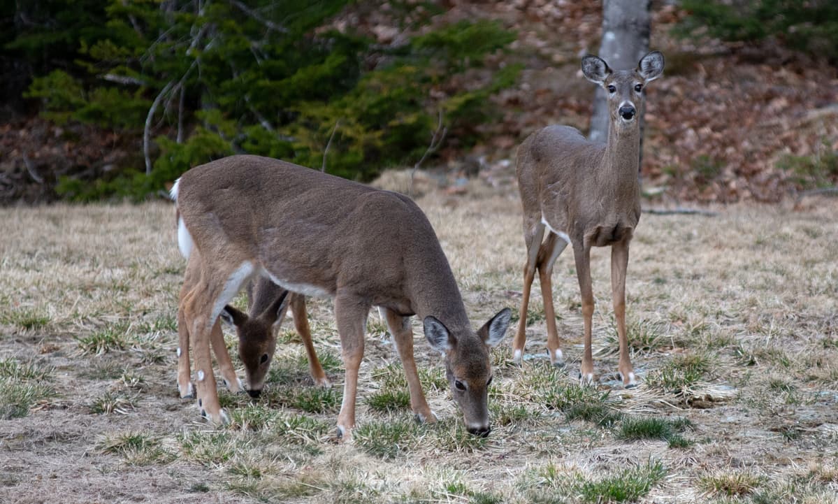 Maine expands antlerless deer permits, adds unlimited districts and longer muzzleloader season