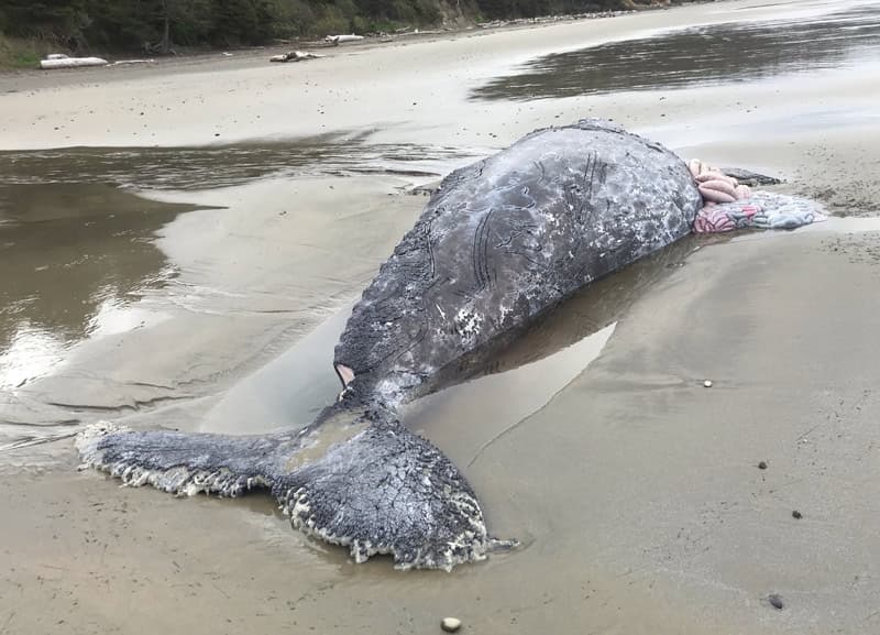 Emaciated Gray Whale Washes Ashore Near Florence During Spring Break