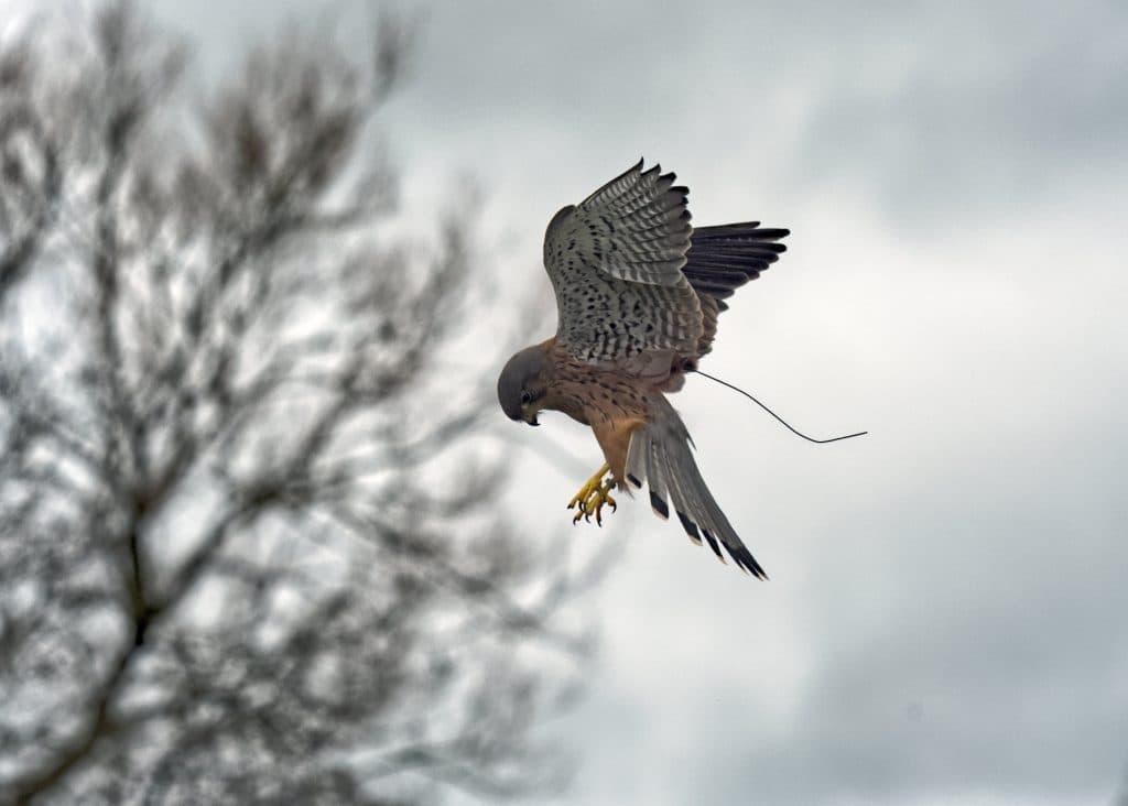 Bird of Prey Project unveils 2026 British Bird of Prey Day line-up