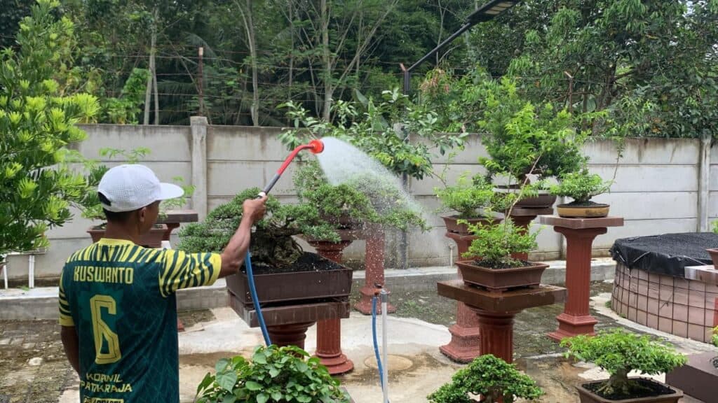 Hobi Bonsai Jadi Investasi, Galeri Gong Pee Tawarkan Pohon Seharga Mobil Mewah