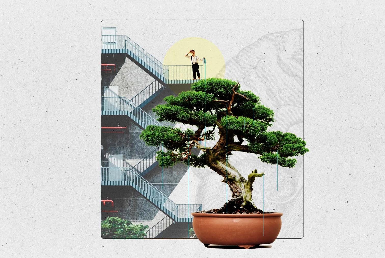 Bonsai Therapy Gains Ground as a Mindfulness Practice for Mental Health