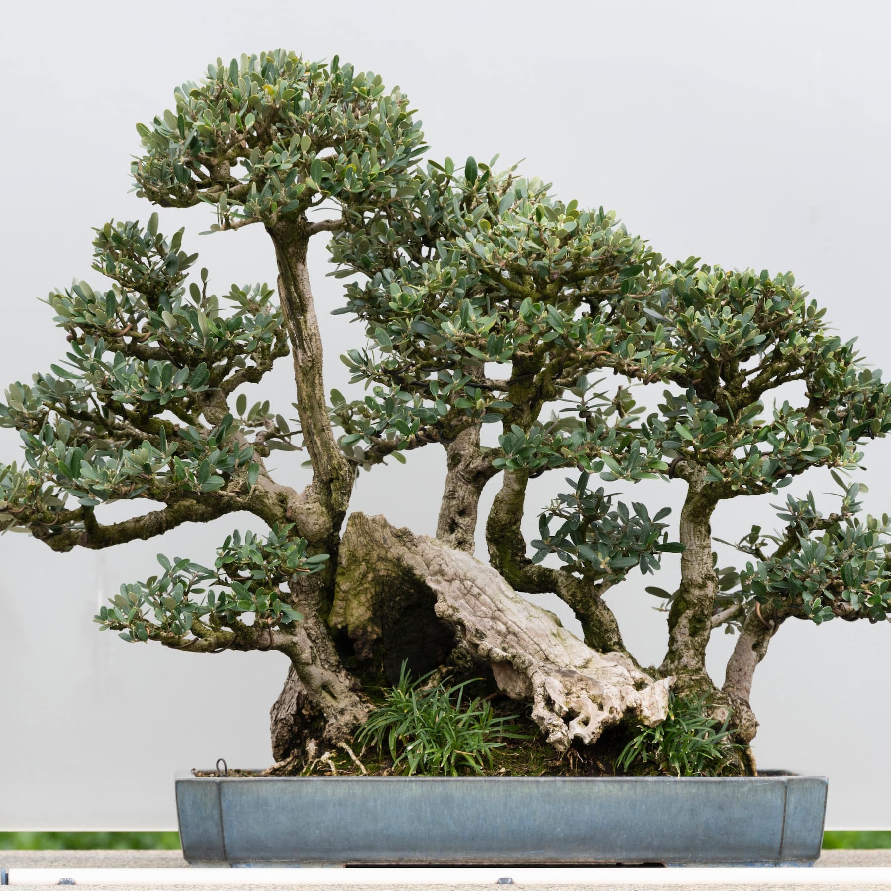 Climate-Resilient Bonsai, Best Tree Species for Changing Weather Patterns