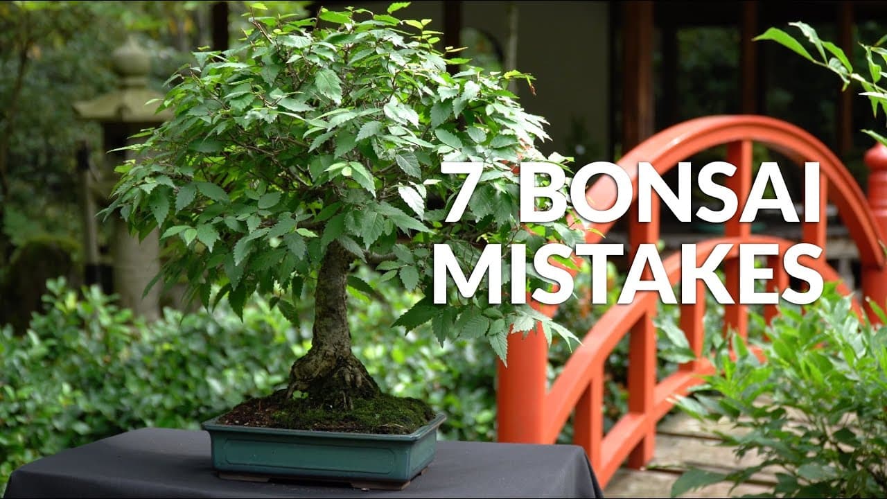 Bonsai Beginners Urged to Prioritize Tree Health Over Forced Age