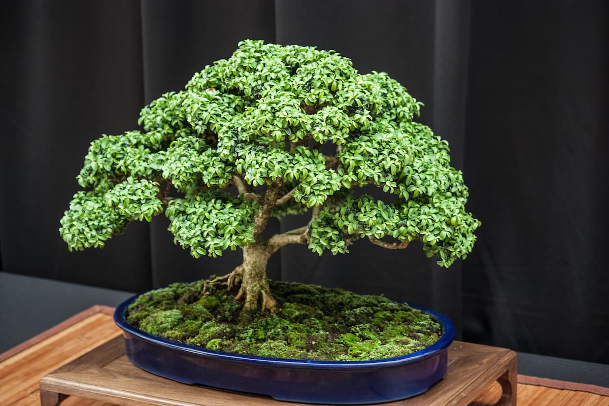 Sustainable Bonsai Practices Cut Waste, Water Use, and Imported Materials