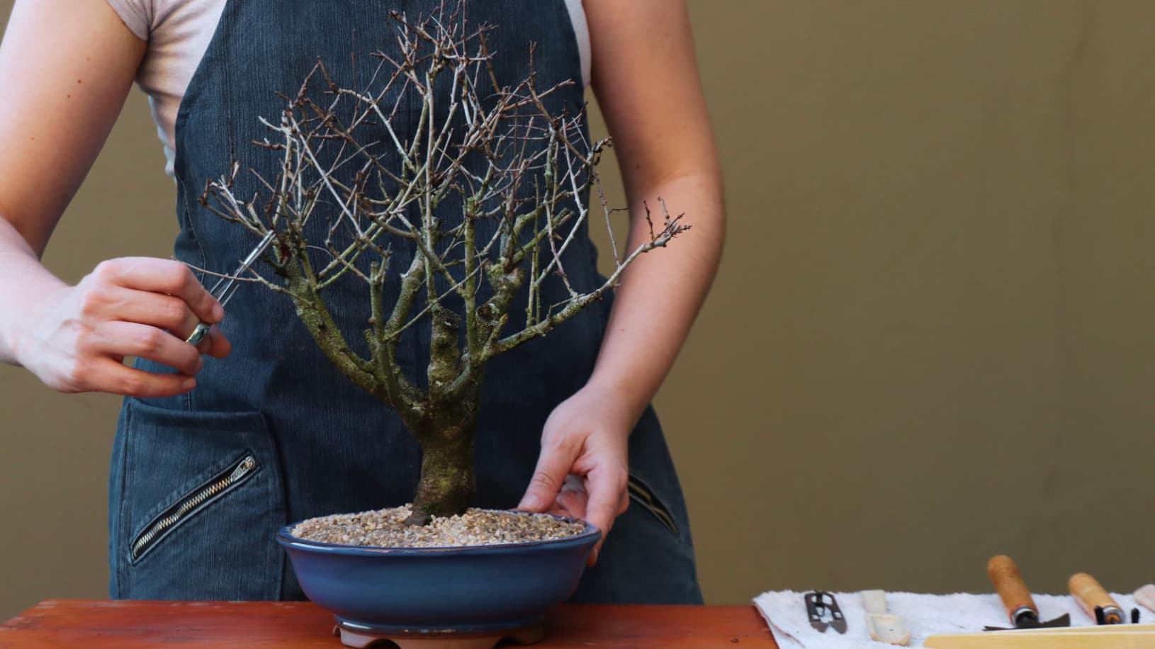 Bonsai Zone Shows Step-by-Step Poplar Pruning Preparing Trees for Spring