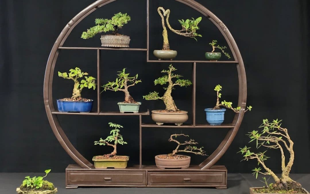 Bonsai Society of Southwest Florida Shares March Newsletter Updates on Speakers, Programs