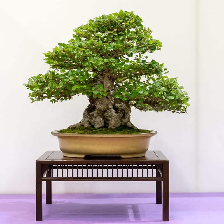 Bonsai next steps guide points beginners toward clubs, classes, books, gardens