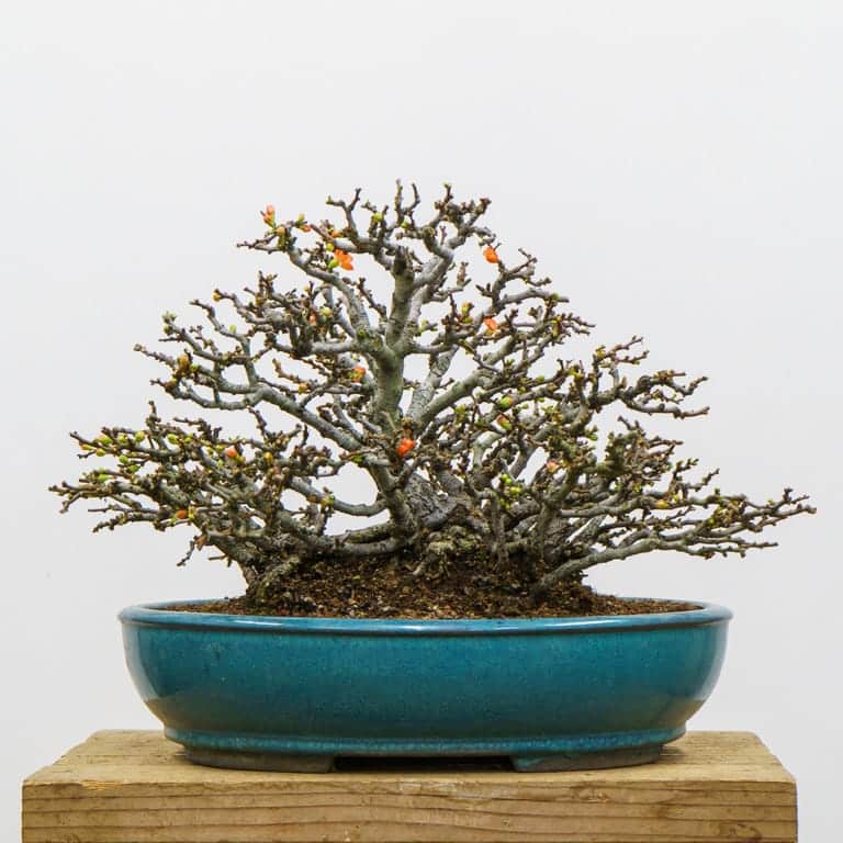 How to prune flowering quince for cleaner winter silhouettes