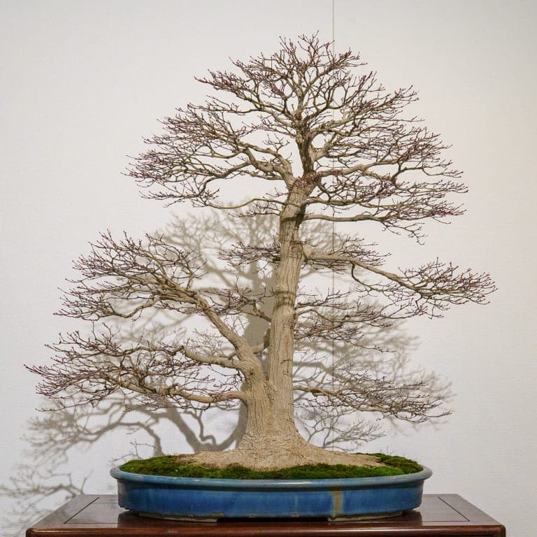 Japan's 100th Kokufu-ten Part Two Showcases Scale, Special Trees, Double Sessions