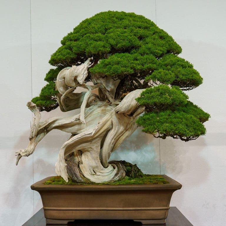 Special trees and strong crowds highlight 100th Kokufu Bonsai Exhibition in Tokyo