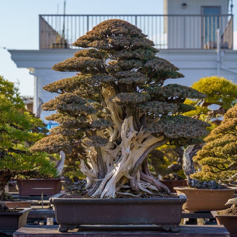 Taisho-en in Japan shows bonsai excellence across all sizes