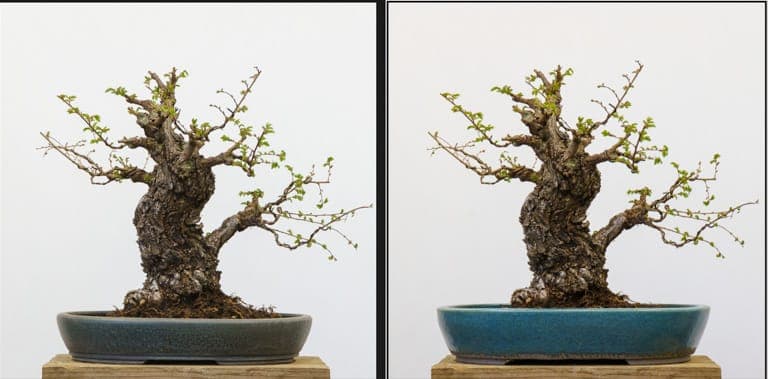 Bonsai pot selection for Chinese cork bark elm, size comes first