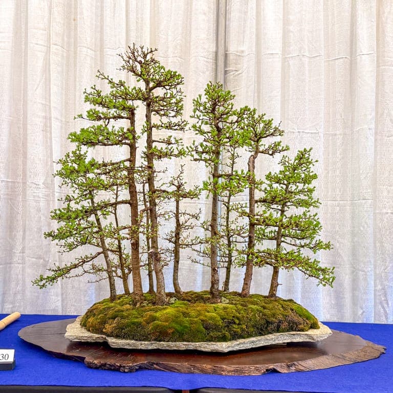 Mid-Atlantic Bonsai exhibit blends artistry, critique, and hands-on learning