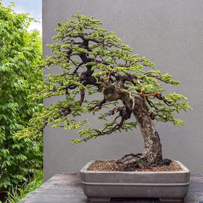 Longwood Gardens’ bonsai collection grows from 13 trees to nearly 200